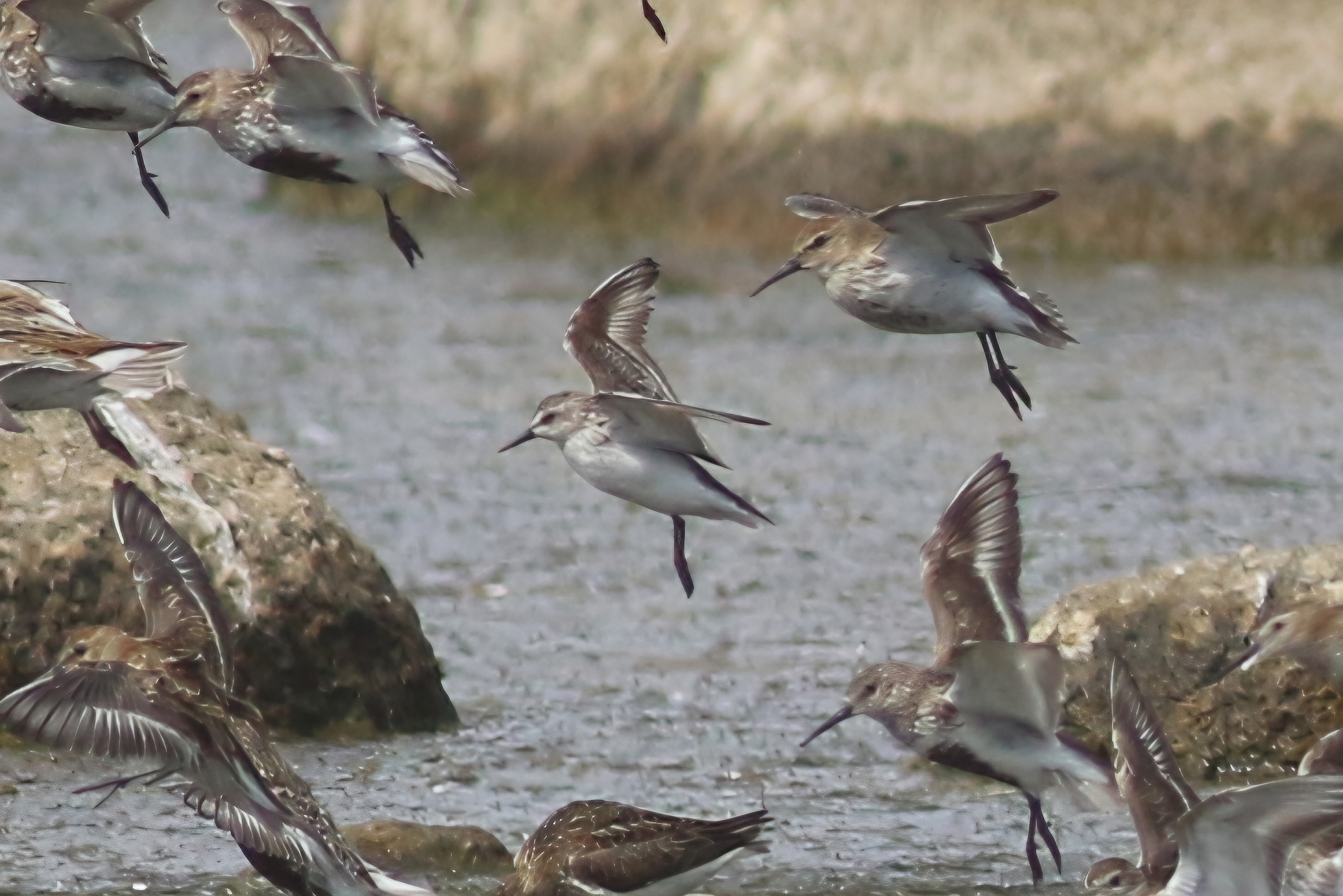 Semipalmated Sandpiper