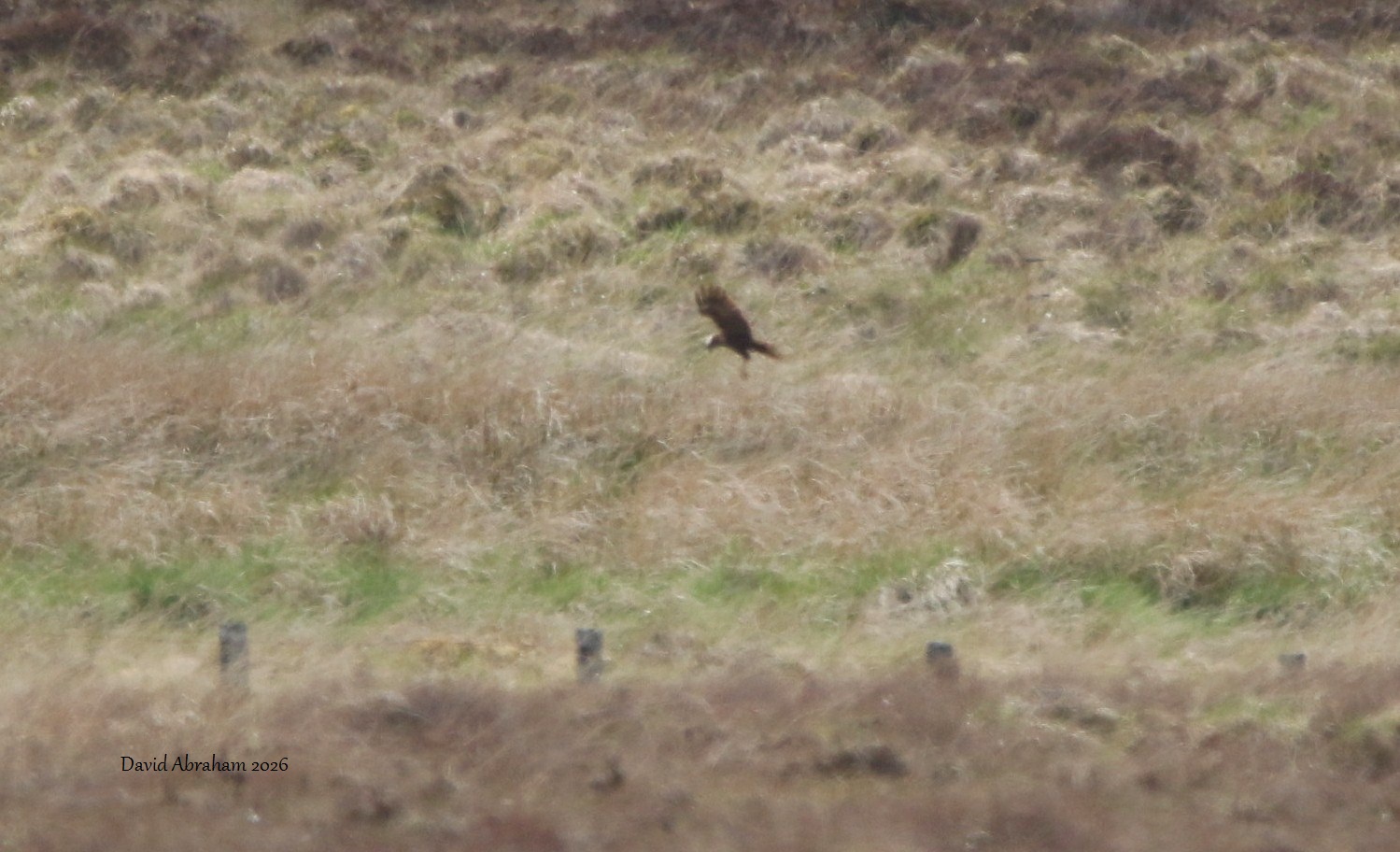 Marsh Harrier