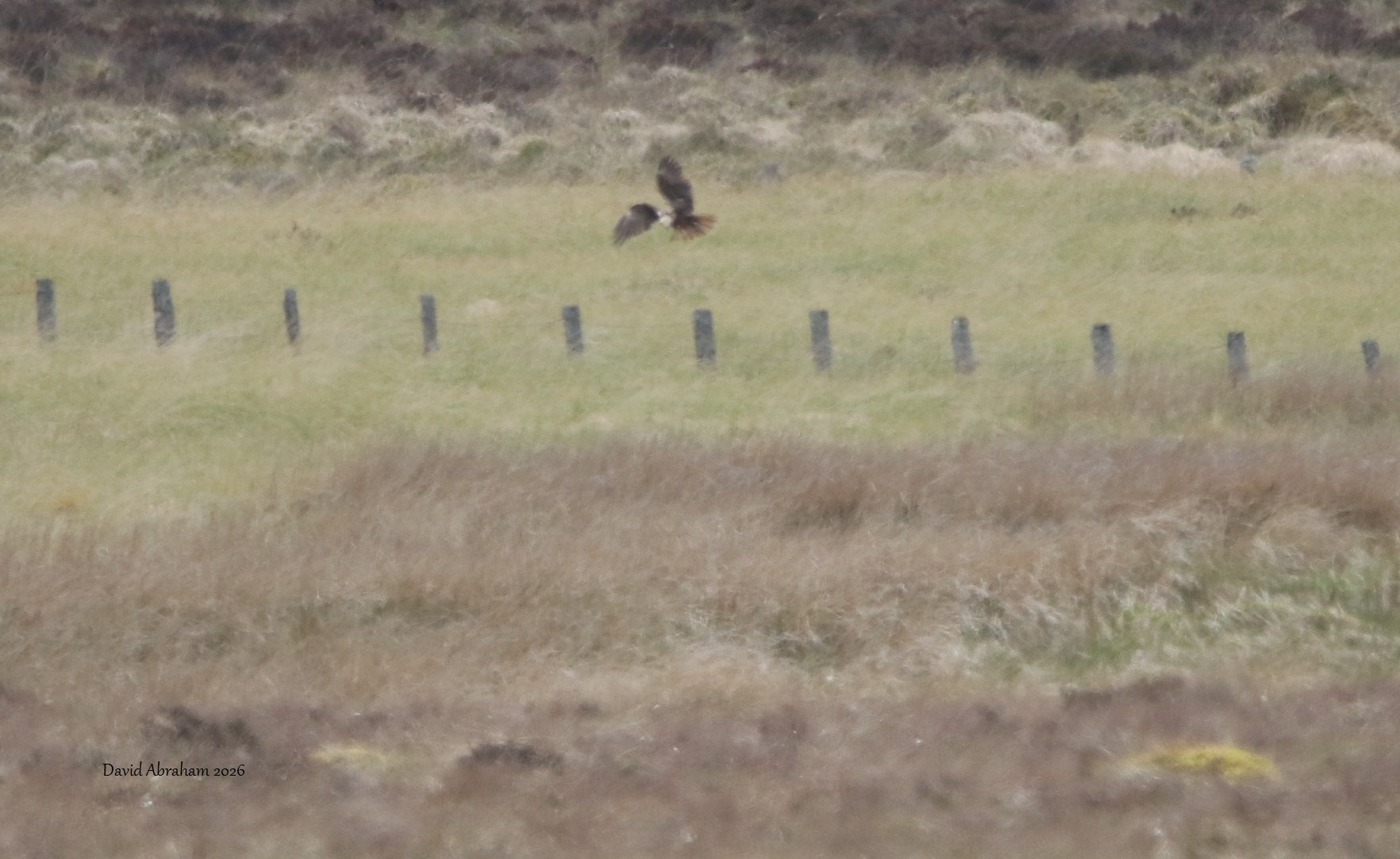 Marsh Harrier