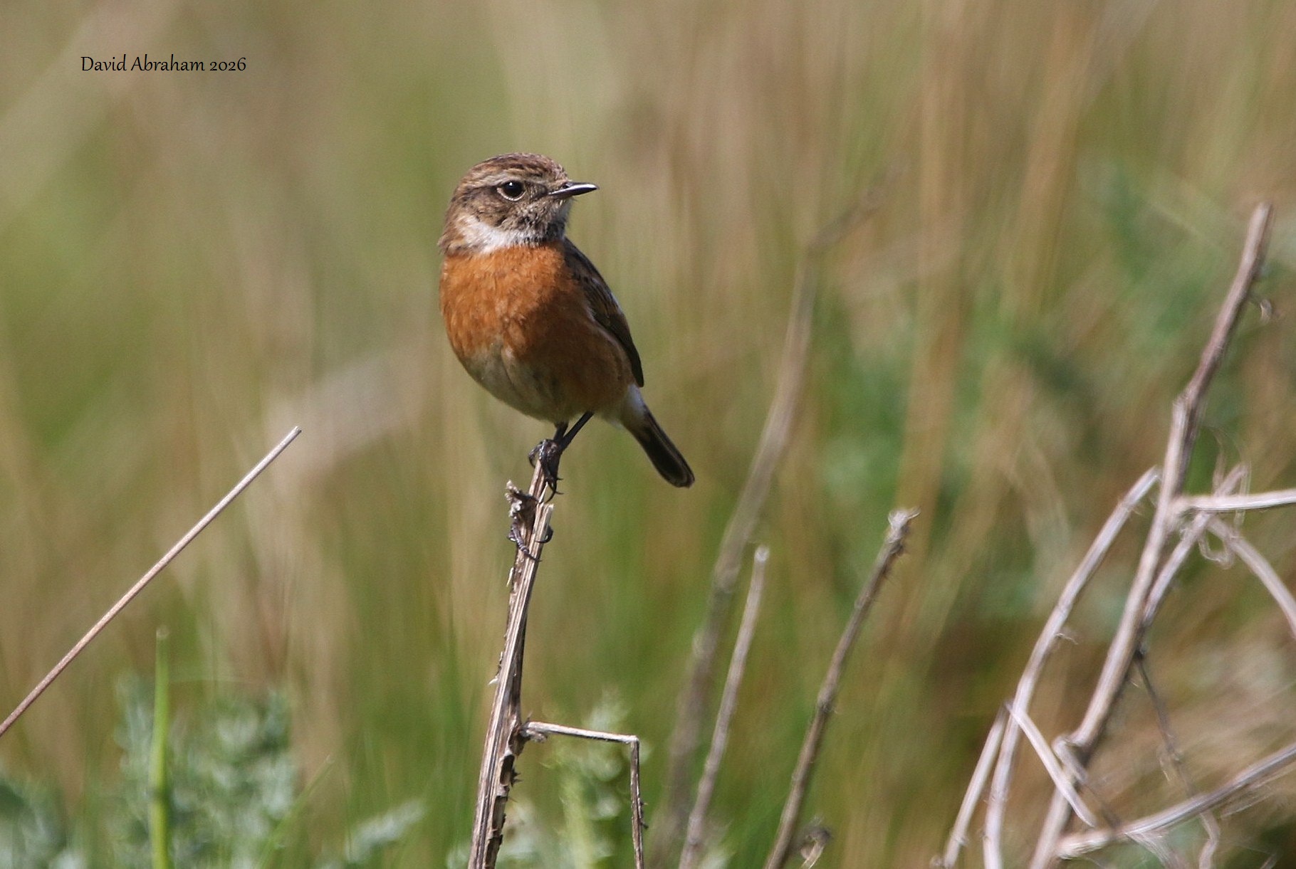 Stonechat 