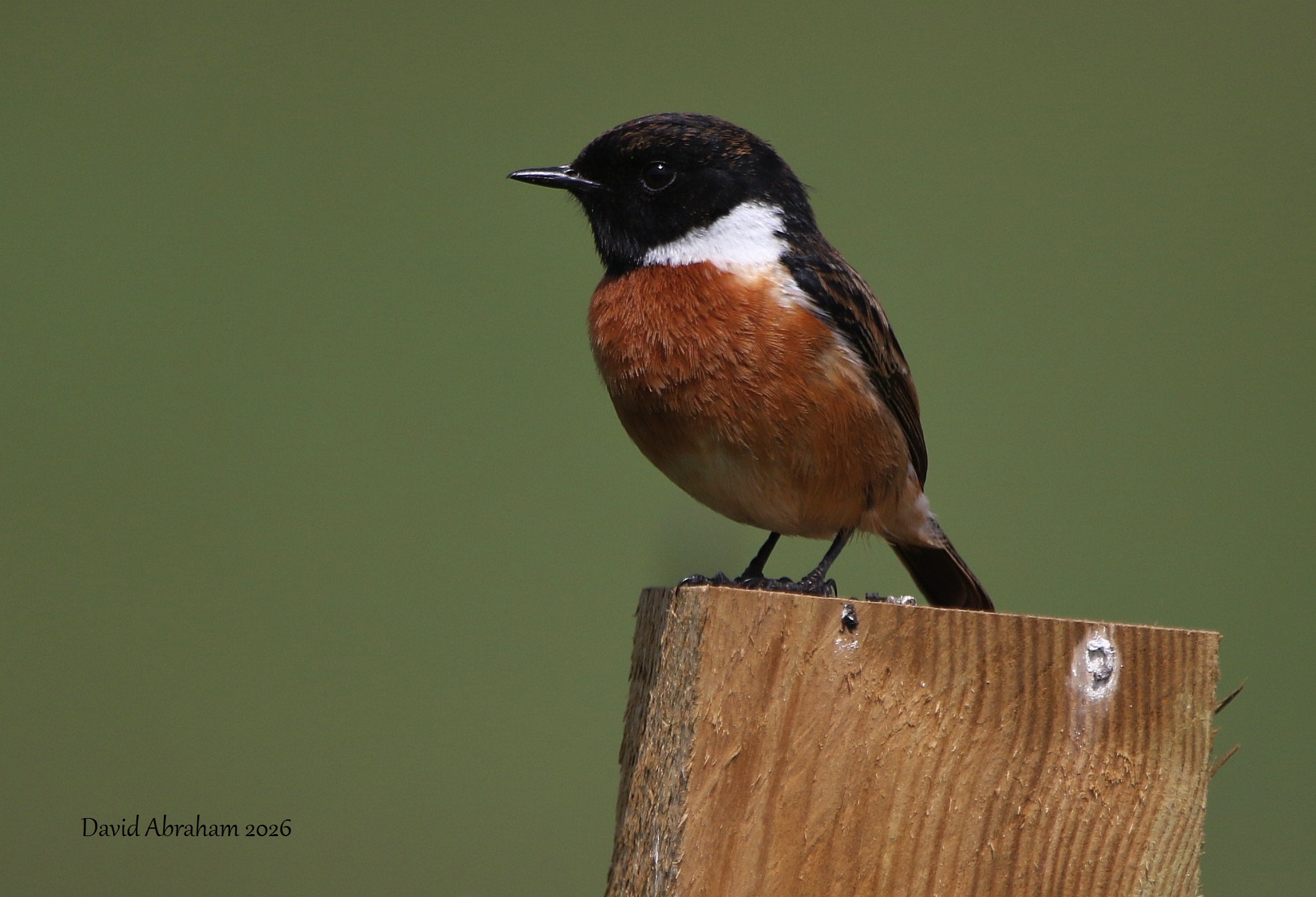 Stonechat 