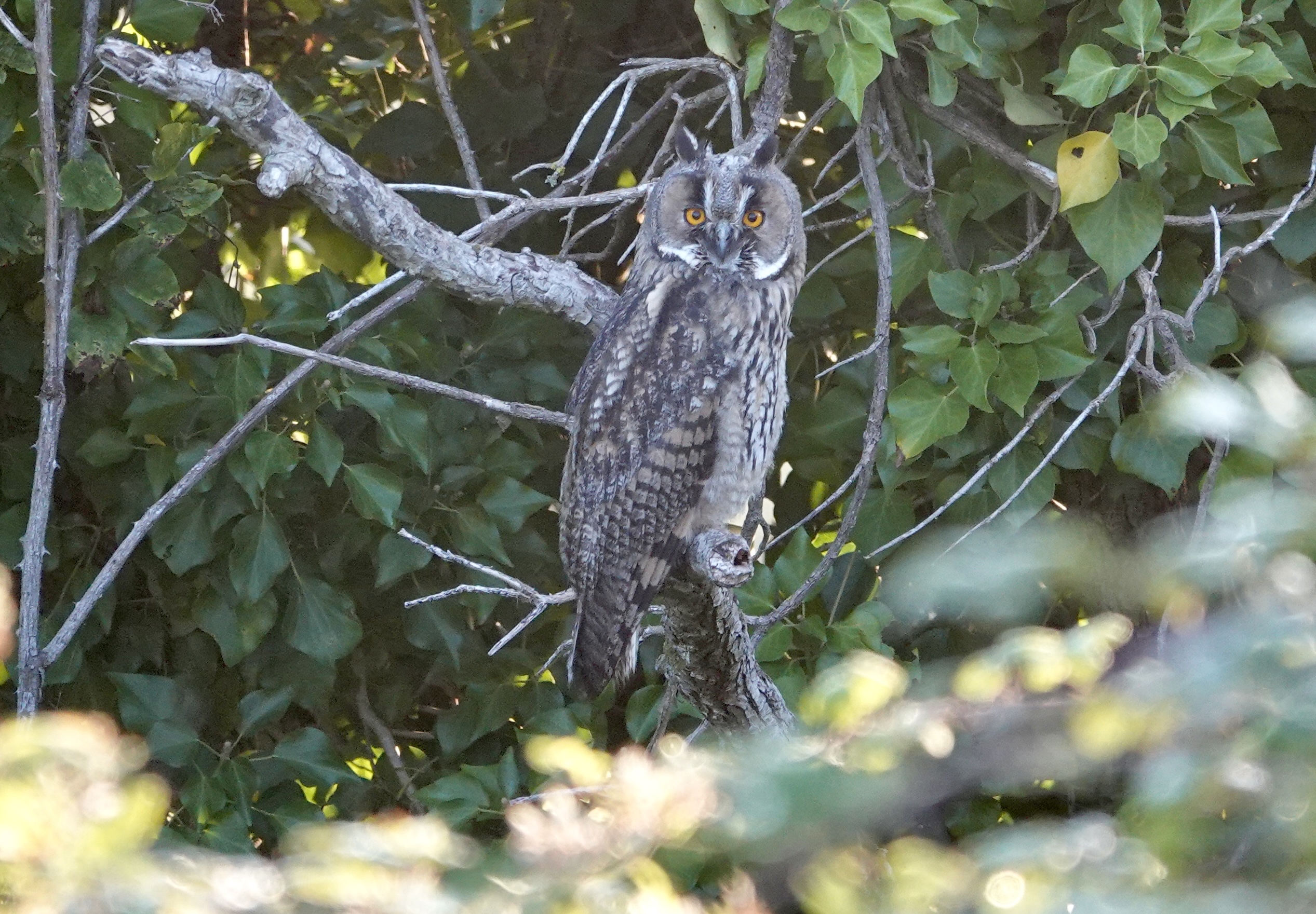 Long-eared Owl