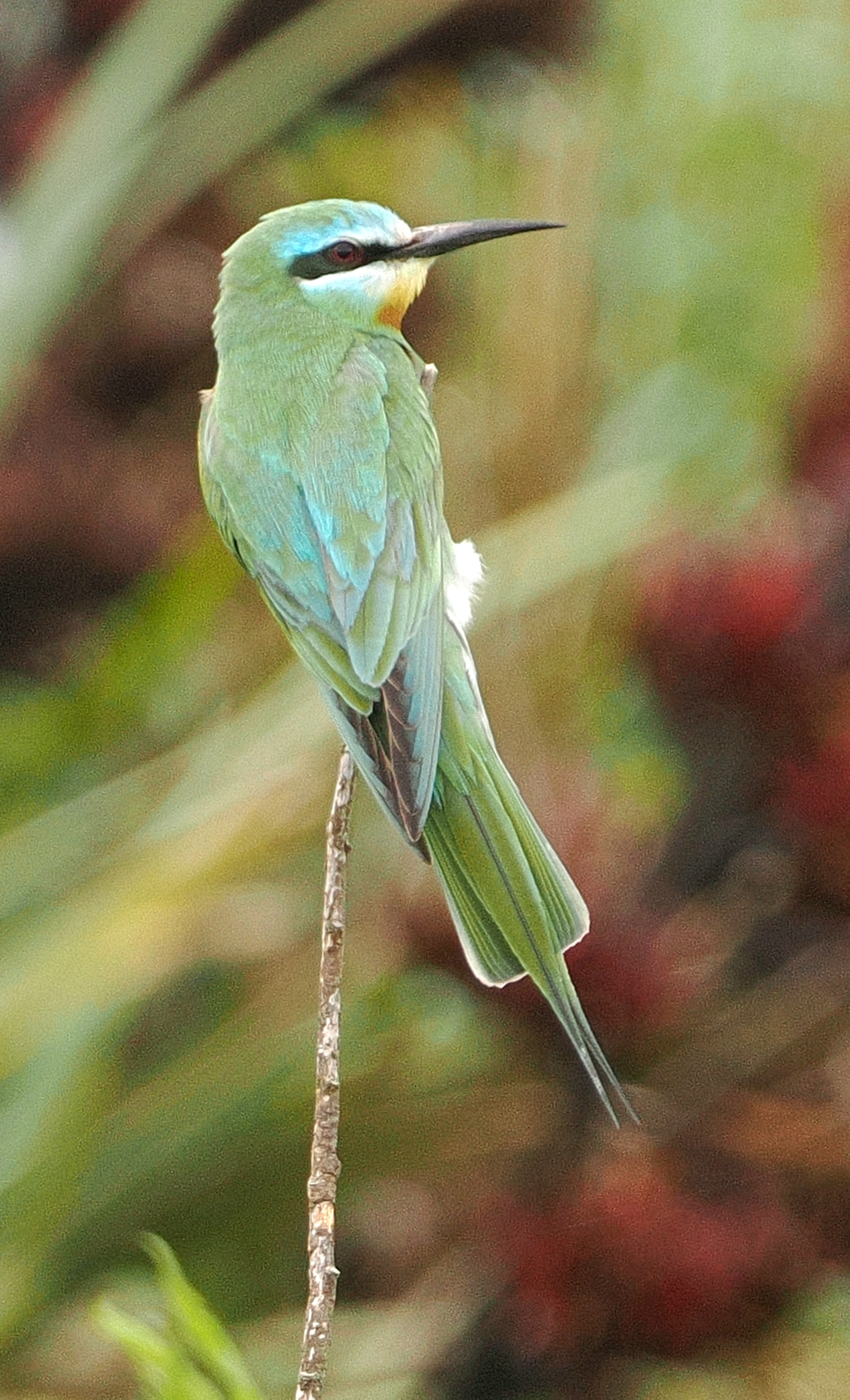 Blue-cheeked Bee-eater