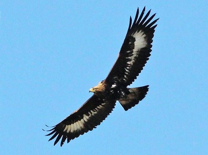 Golden Eagle