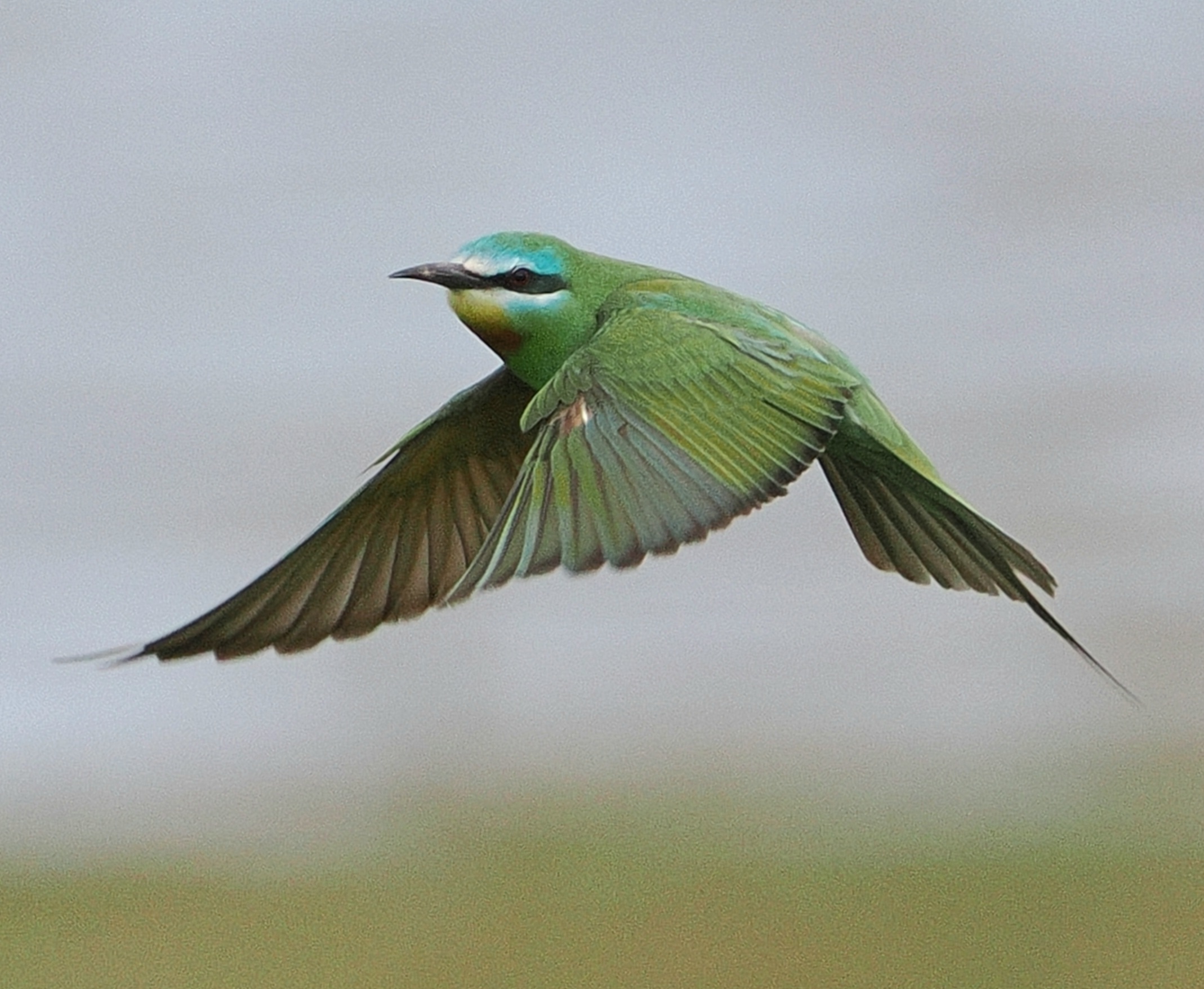 Blue-cheeked Bee-eater