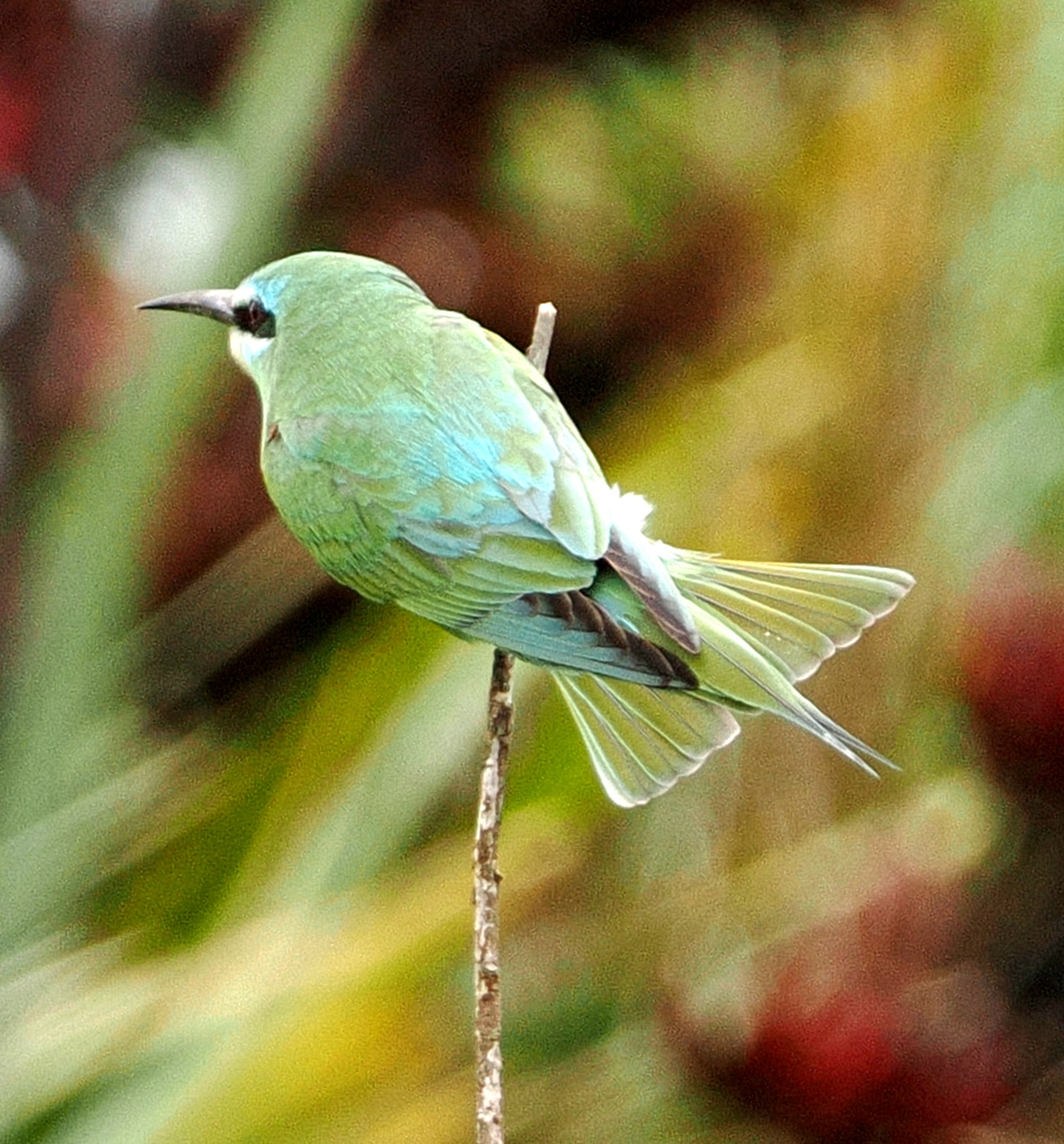 Blue-cheeked Bee-eater