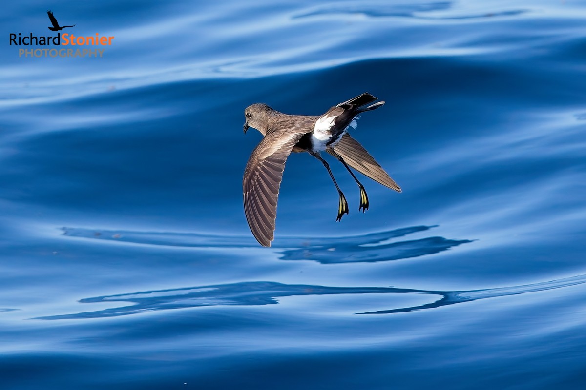 Wilson's Petrel