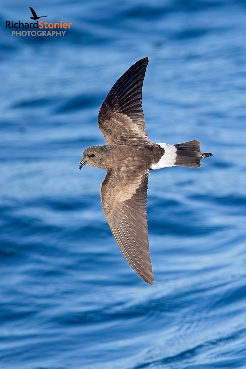 Wilson's Petrel