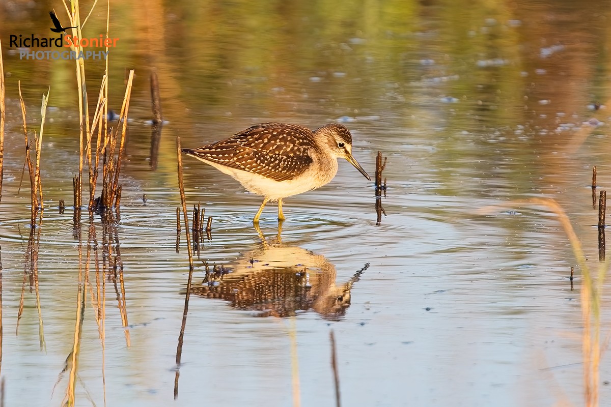 Wood Sandpiper