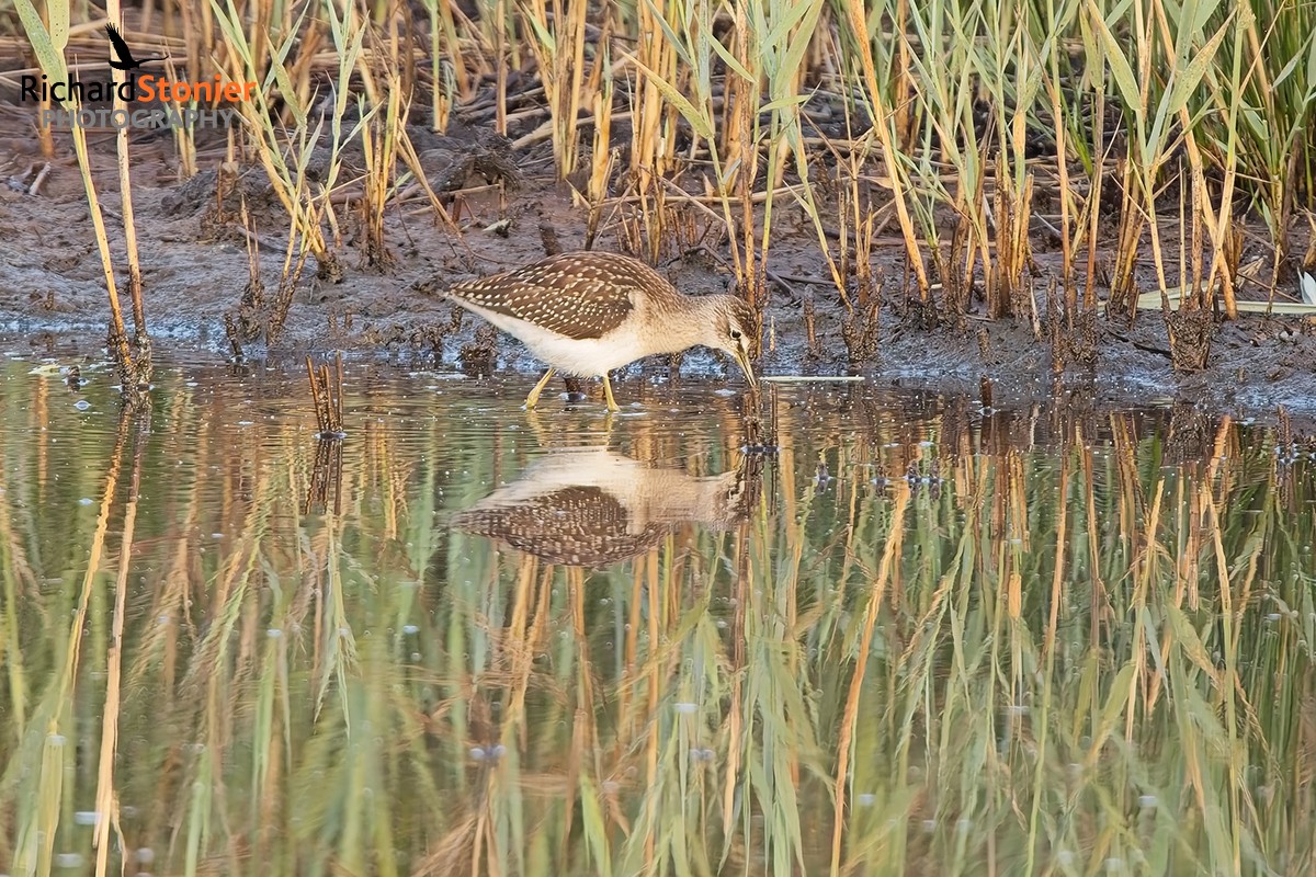 Wood Sandpiper