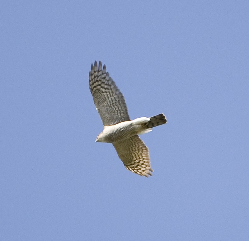 Sparrowhawk