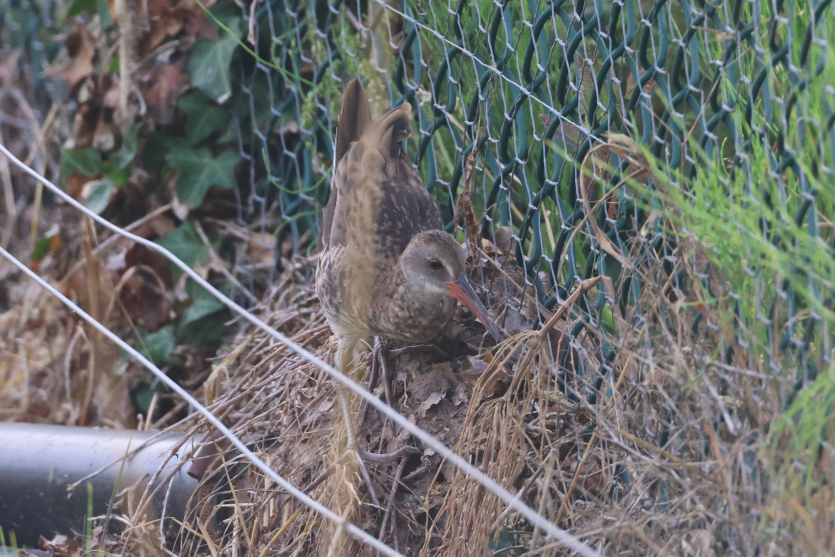 Water Rail