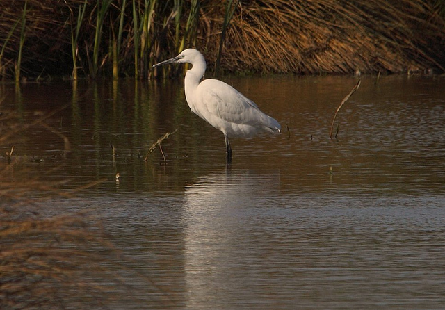 Little Egret