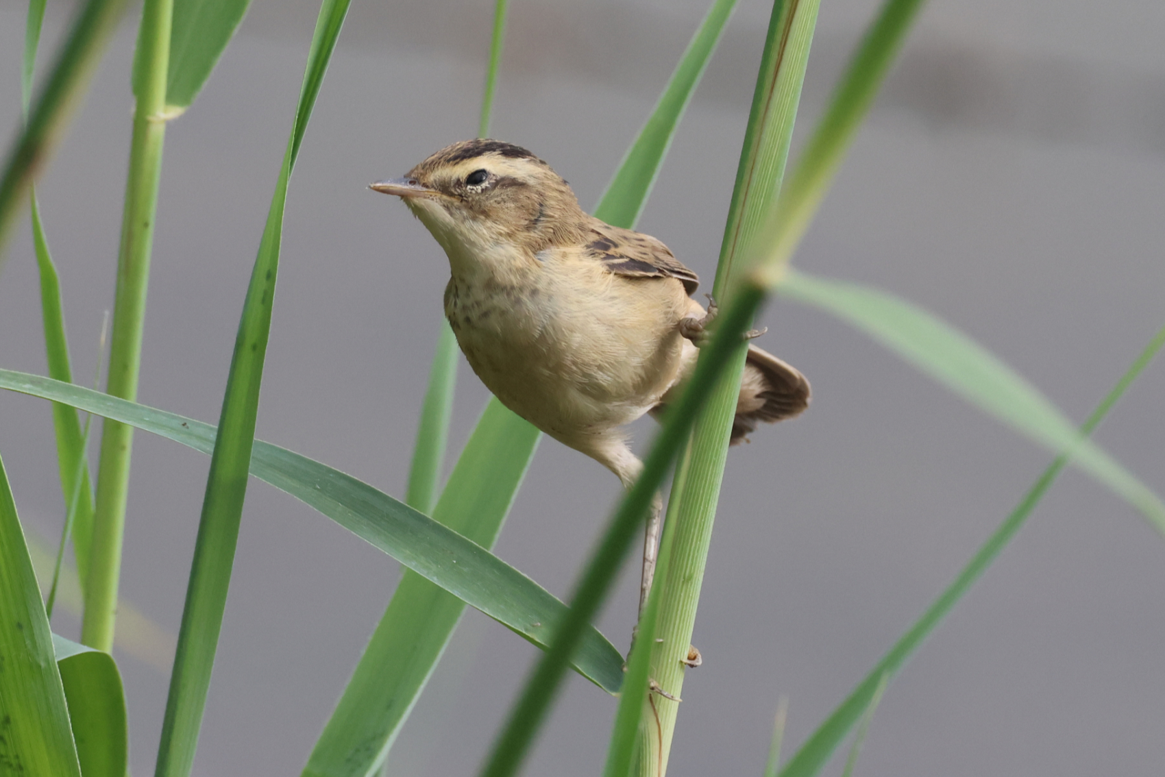 Sedge Warbler