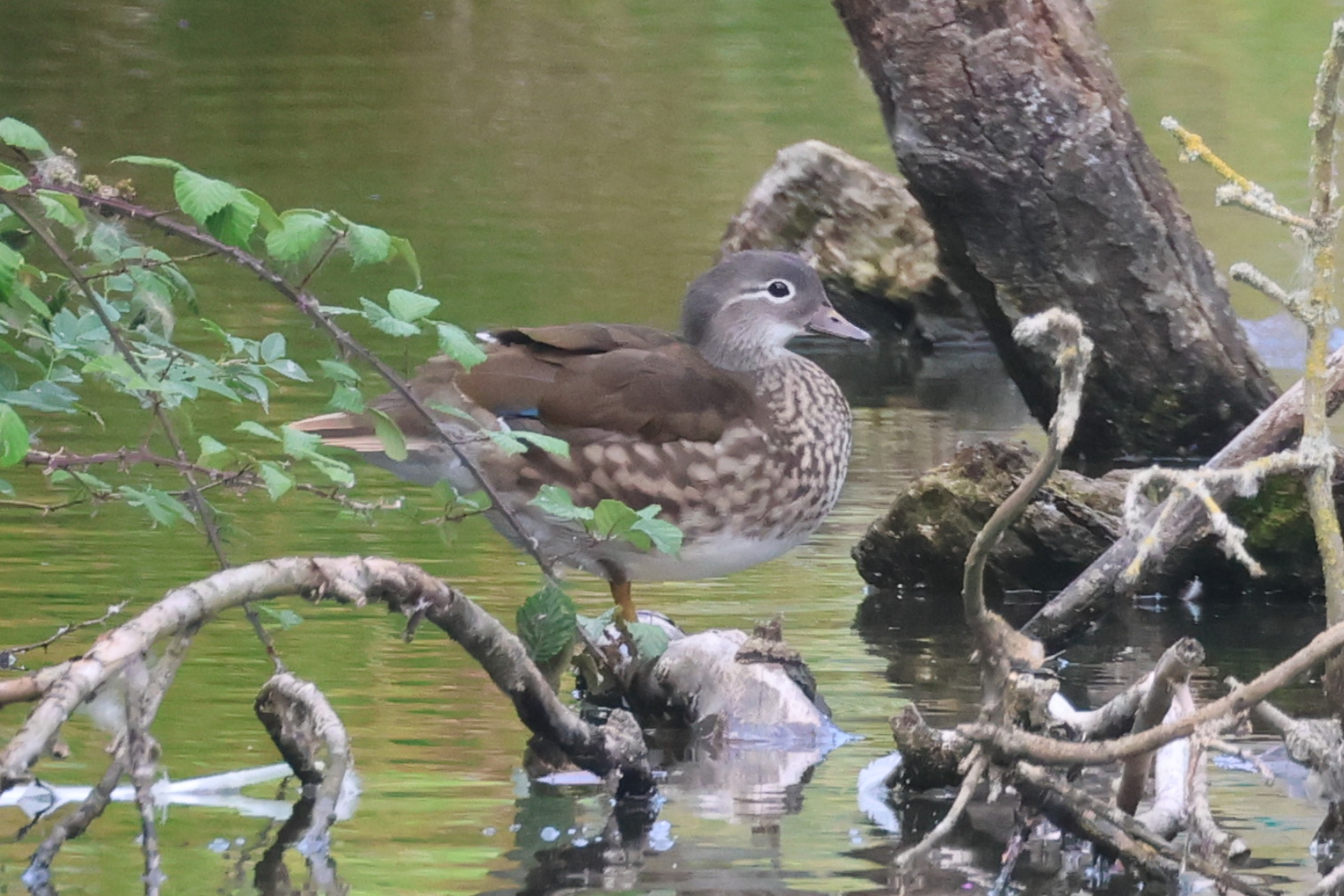 Mandarin Duck
