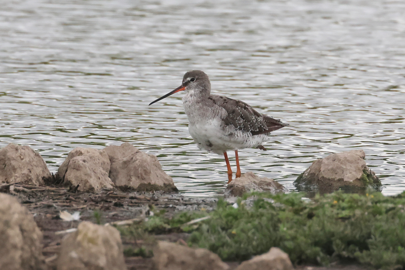 Spotted Redshank