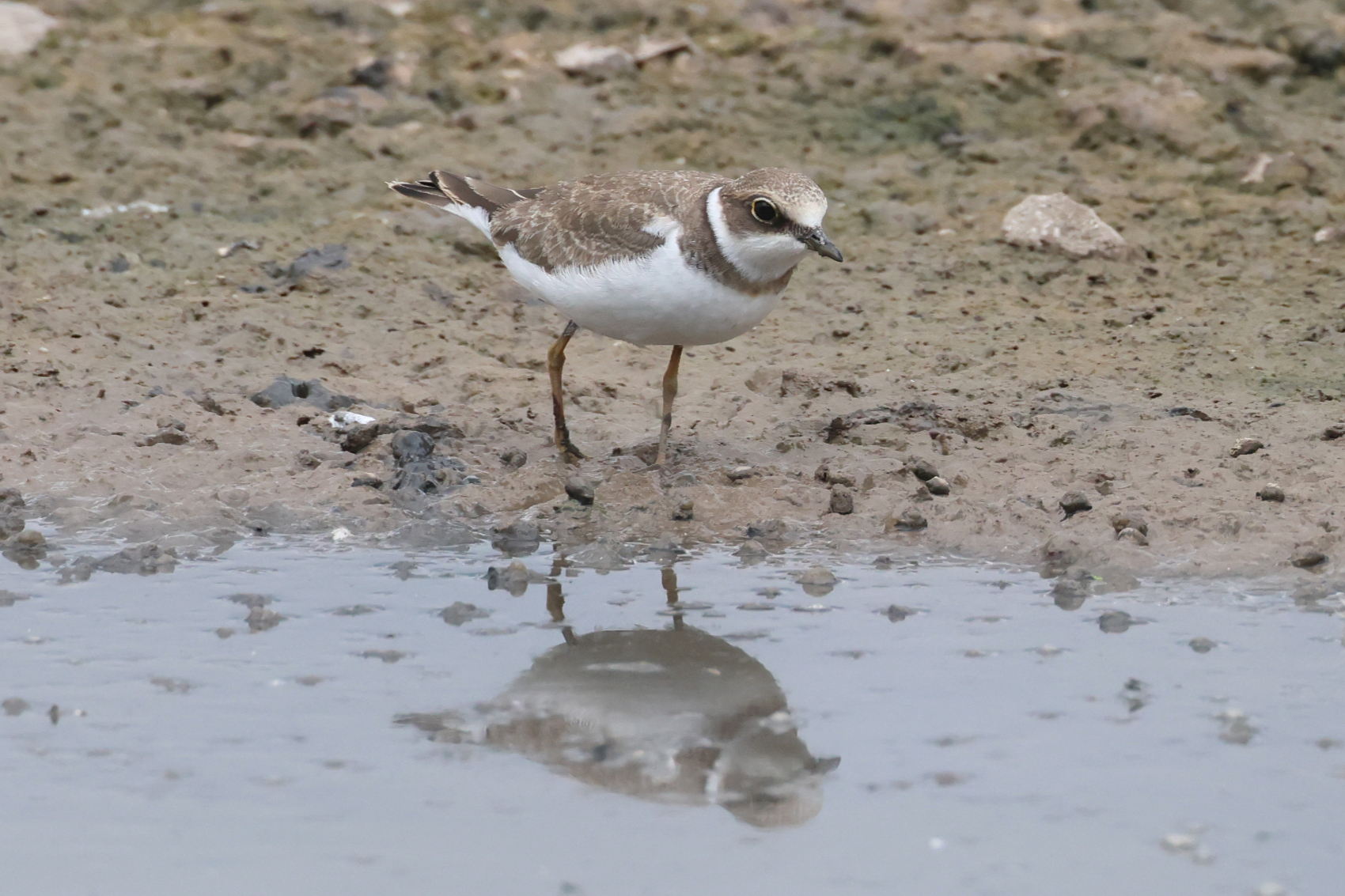 Little Ringed Plover