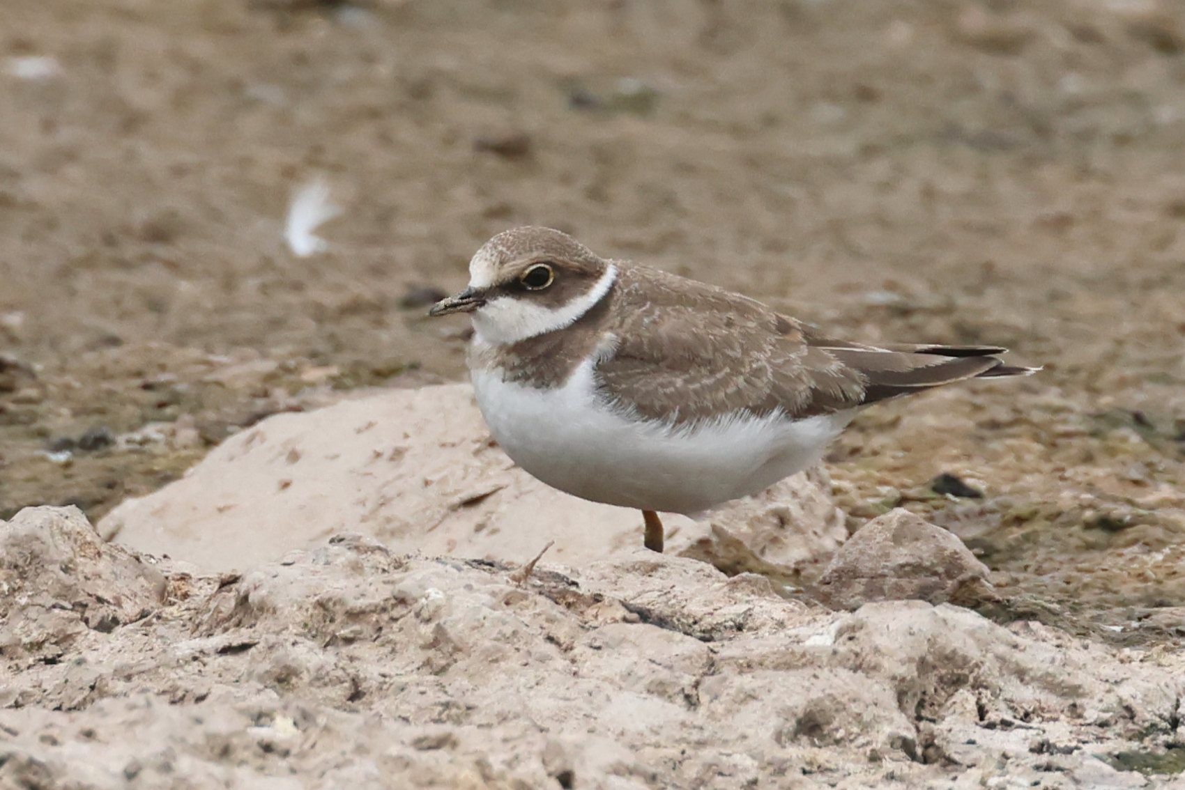 Little Ringed Plover