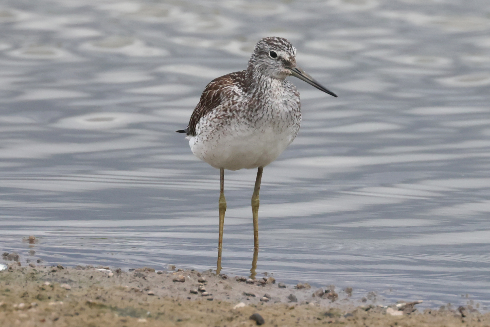 Greenshank
