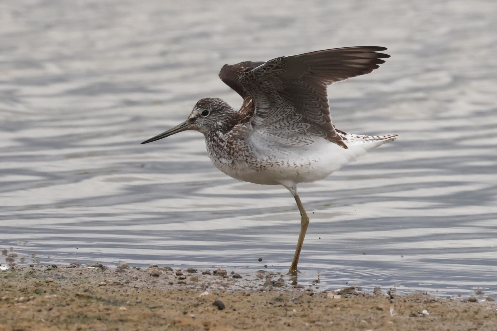 Greenshank