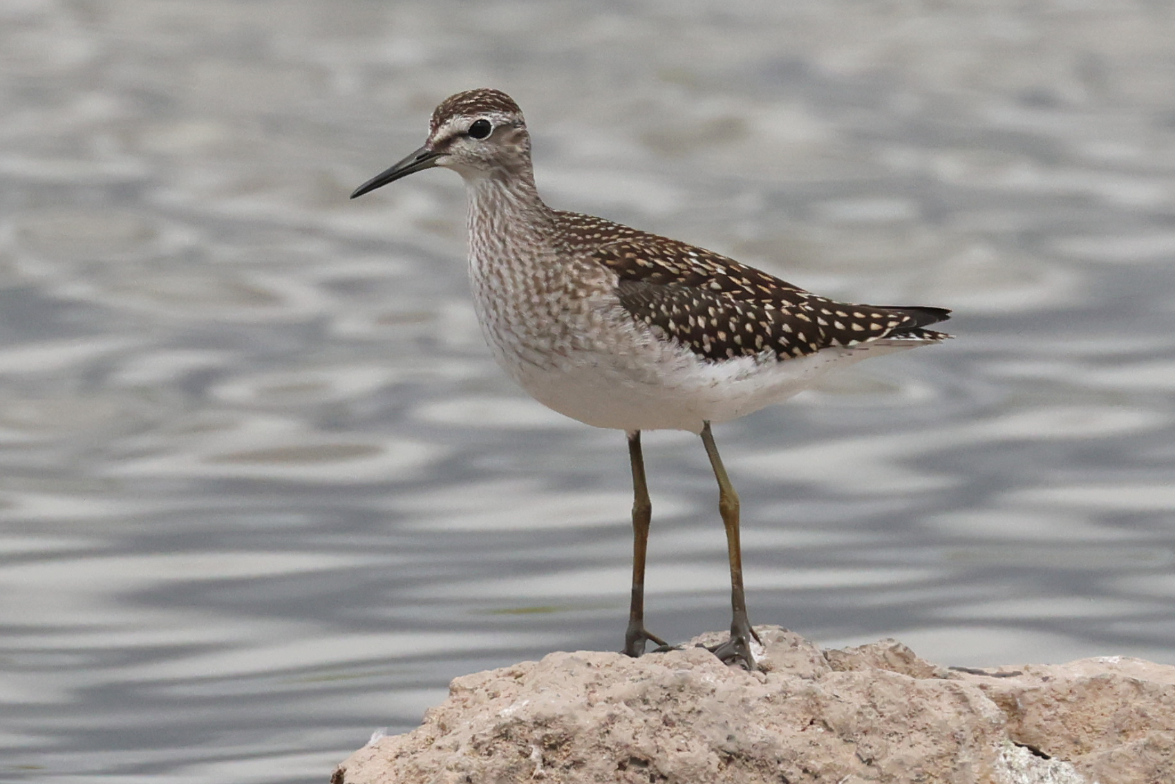 Wood Sandpiper