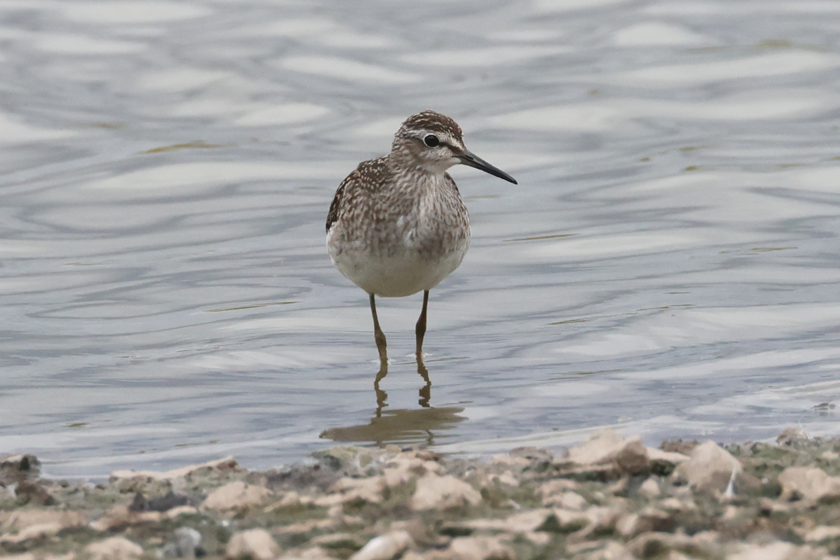 Wood Sandpiper