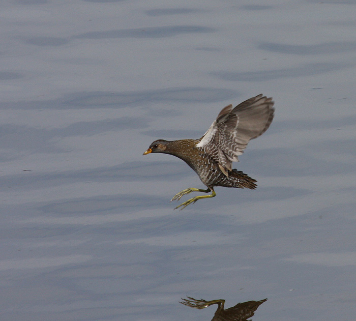 Spotted Crake