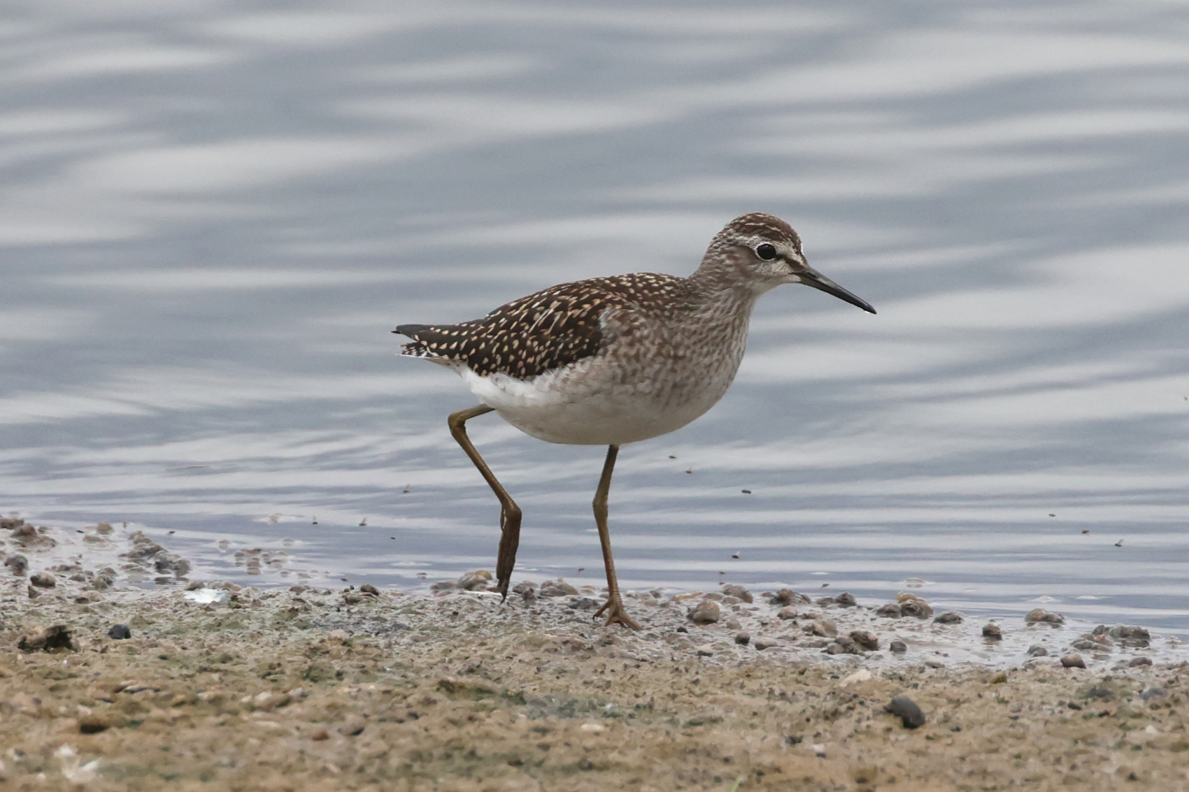 Wood Sandpiper