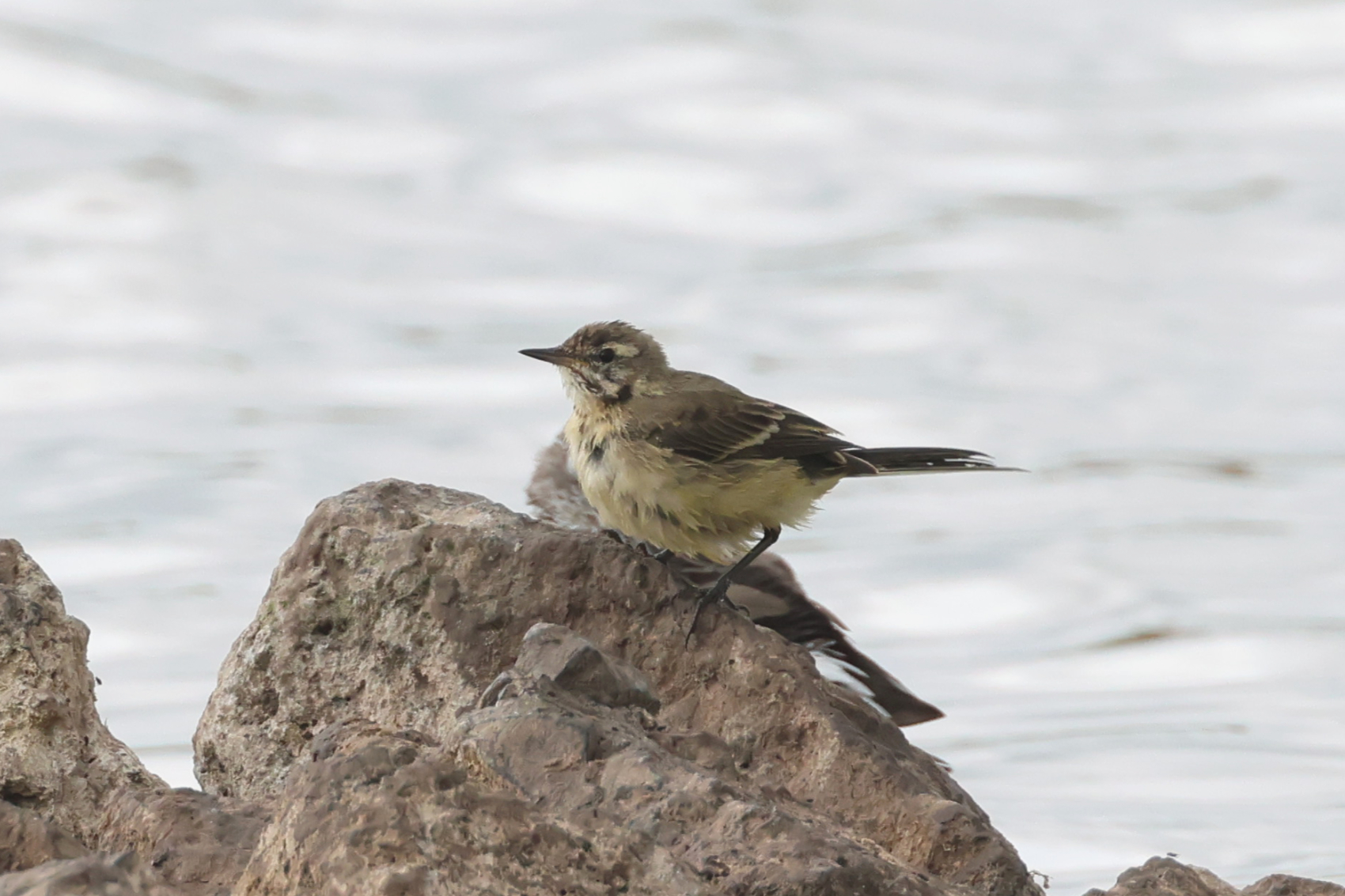 Yellow Wagtail