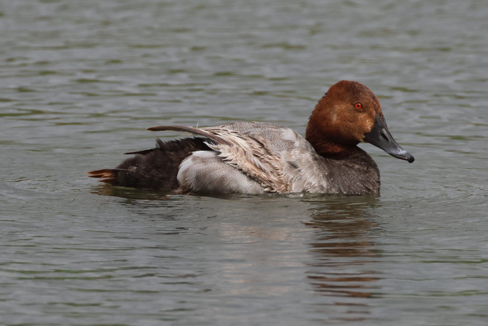 Pochard