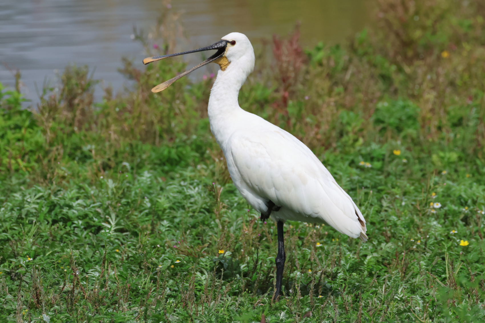 Spoonbill