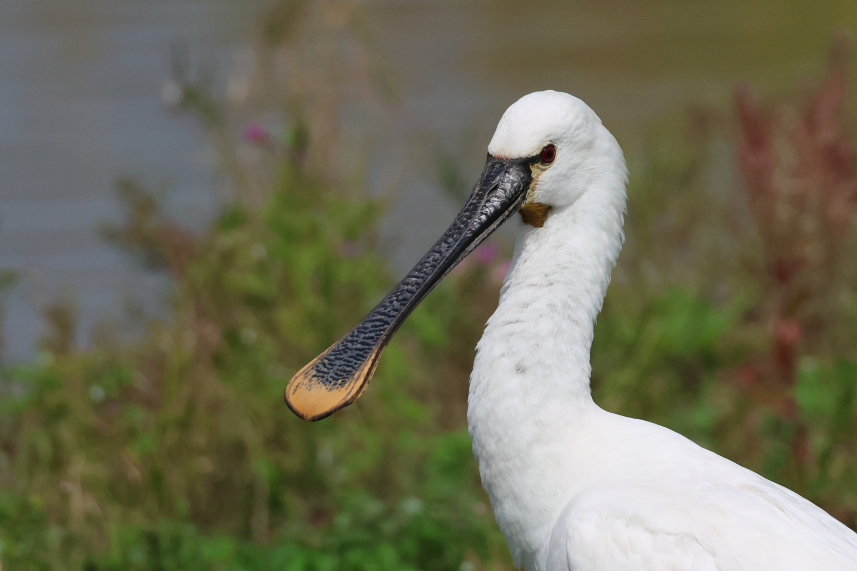 Spoonbill