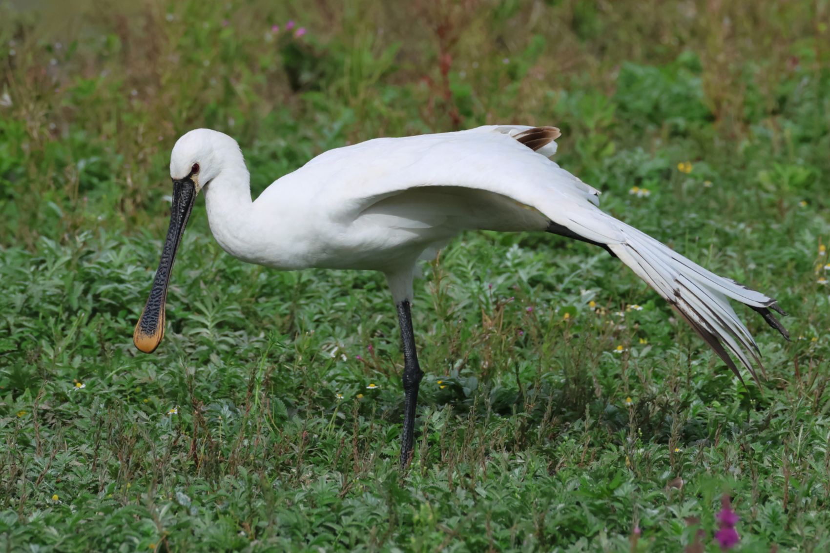 Spoonbill