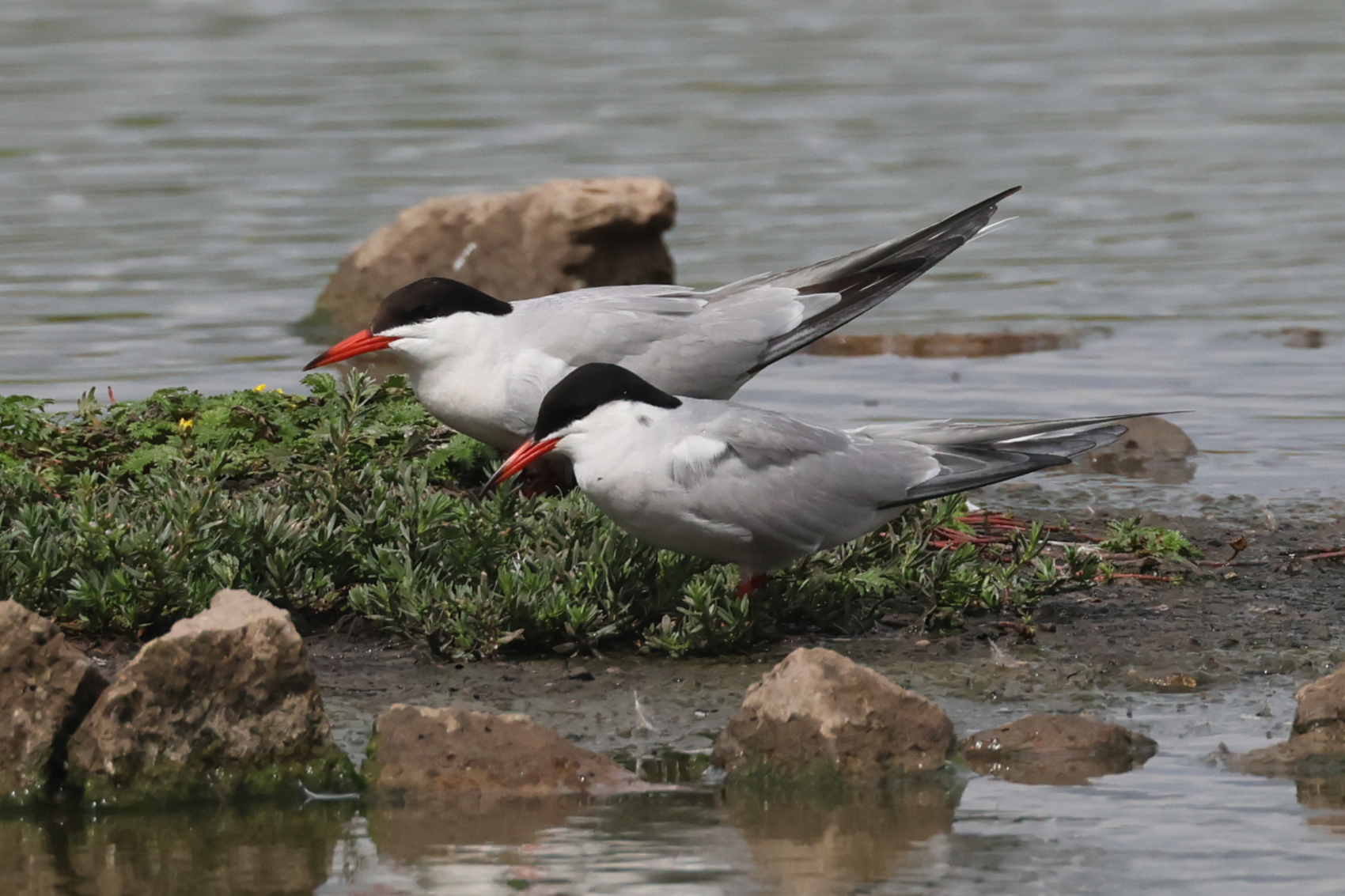 Common Tern