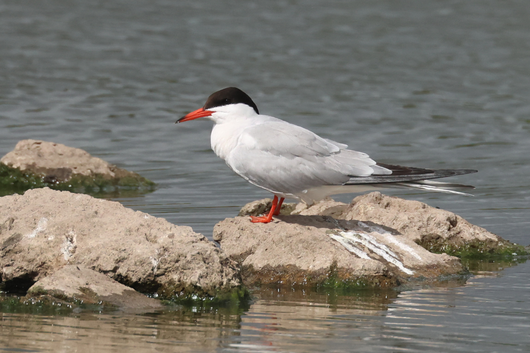 Common Tern