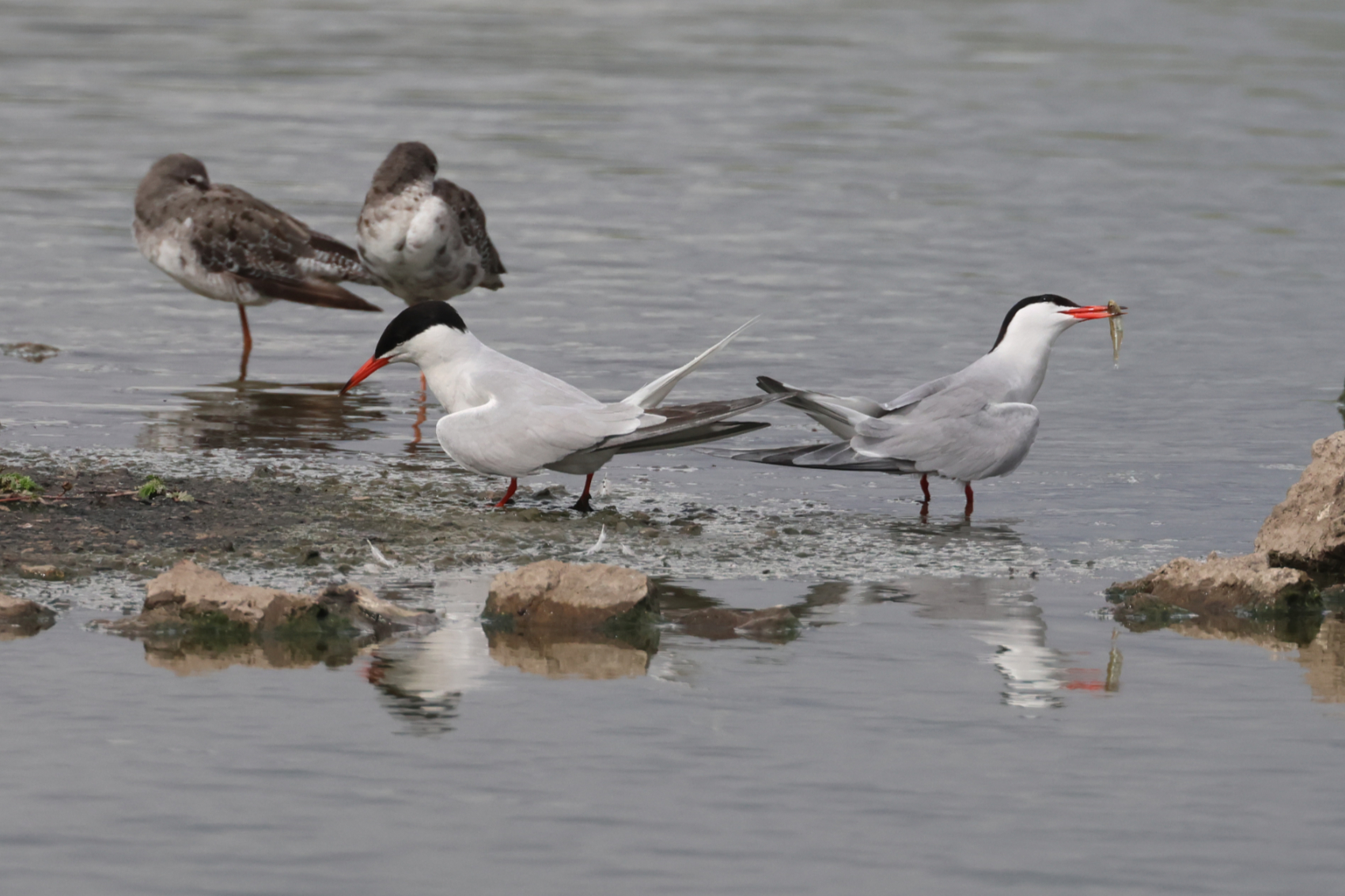 Common Tern