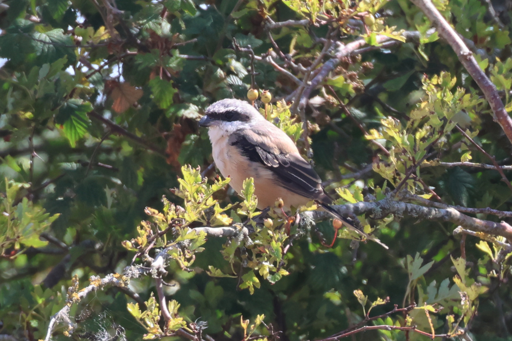 Long-tailed Shrike