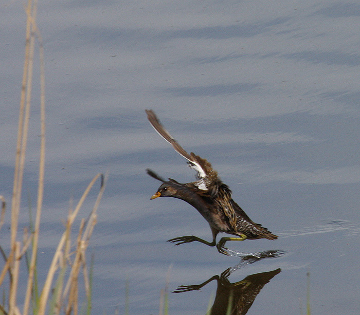 Spotted Crake