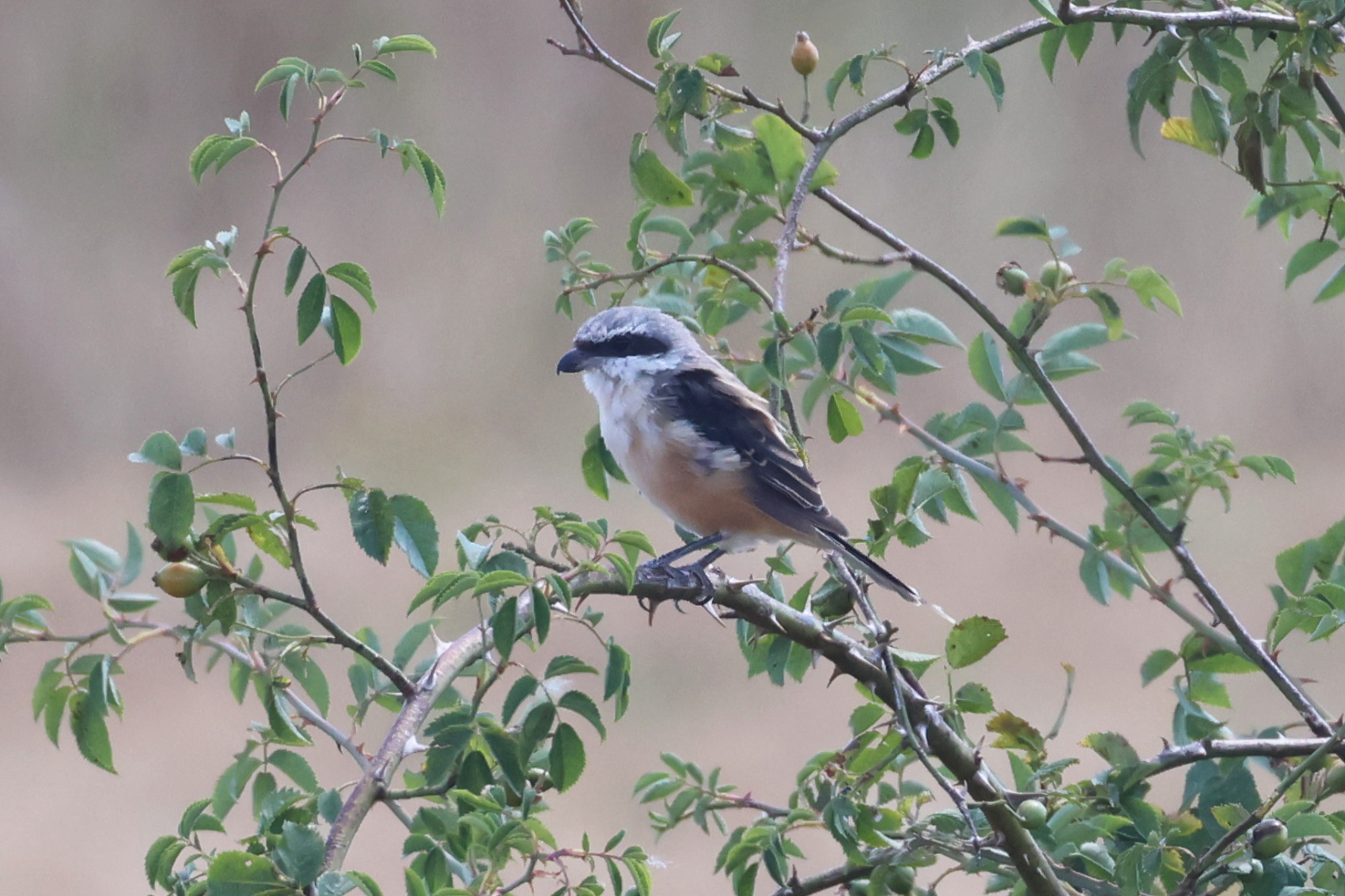 Long-tailed Shrike