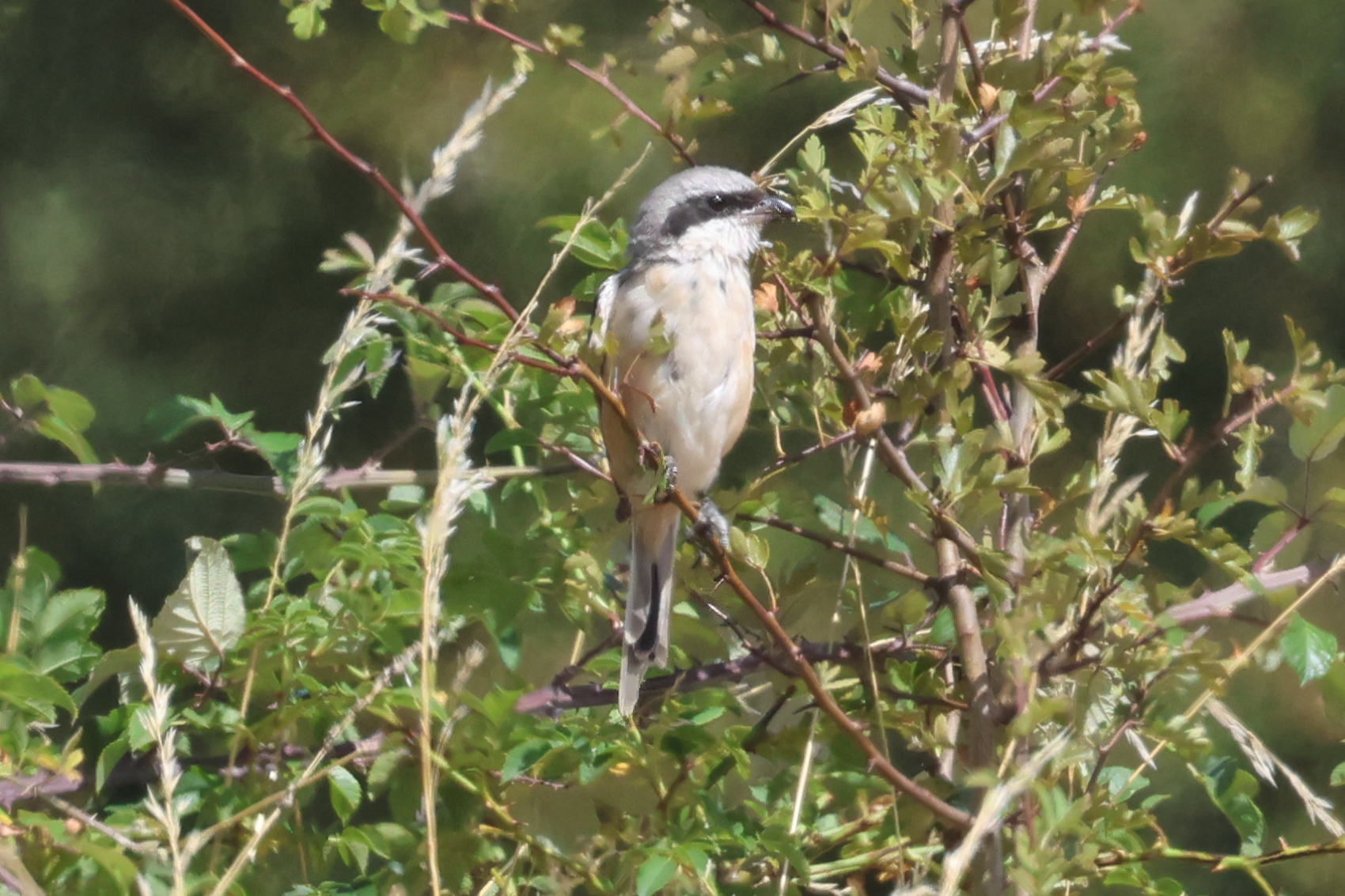 Long-tailed Shrike