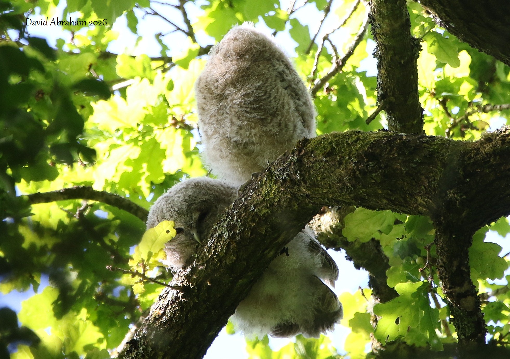 Tawny Owl 