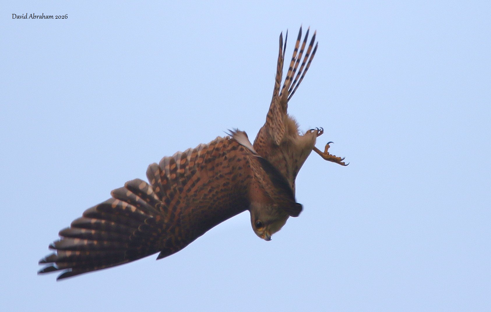 Kestrel 