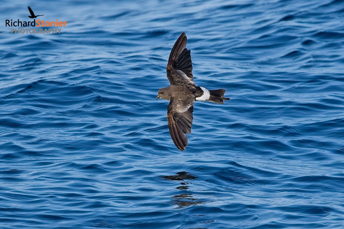 Wilson's Petrel