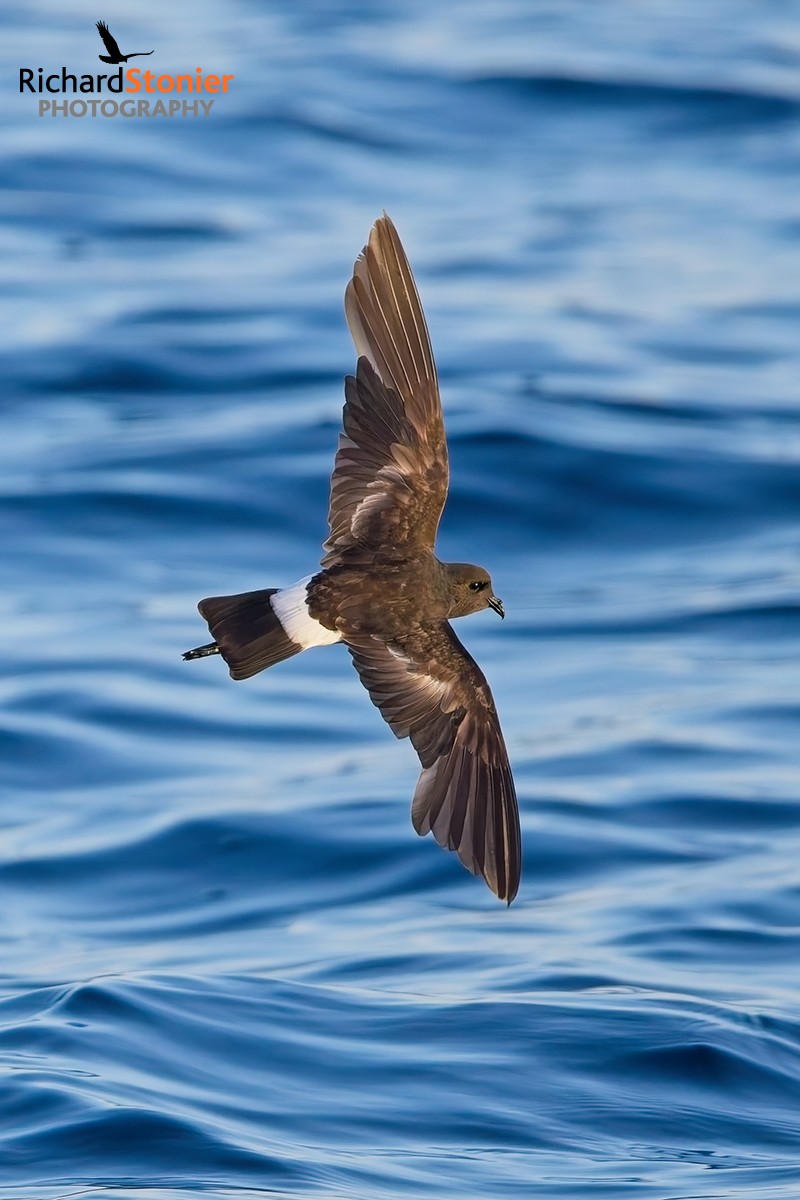 Wilson's Petrel