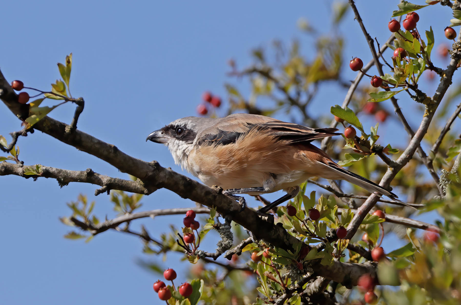 Long-tailed Shrike