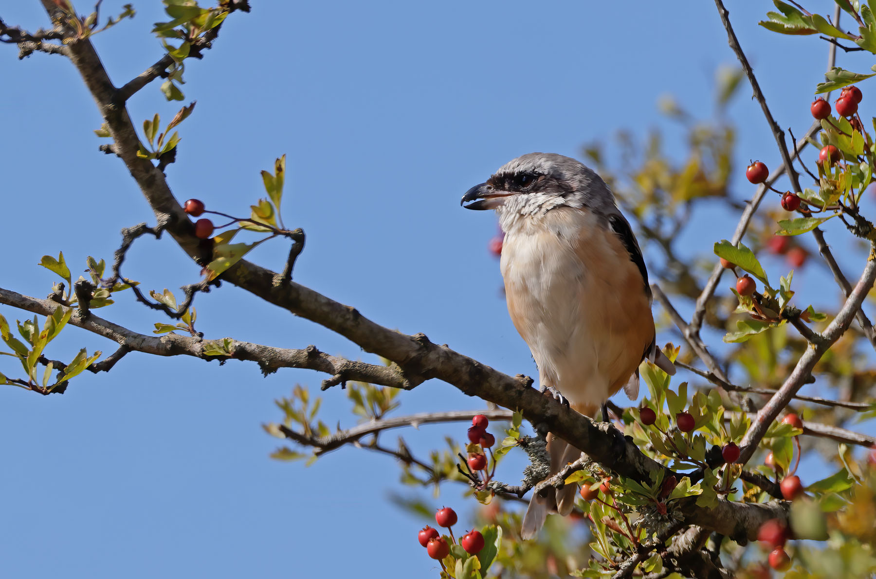 Long-tailed Shrike