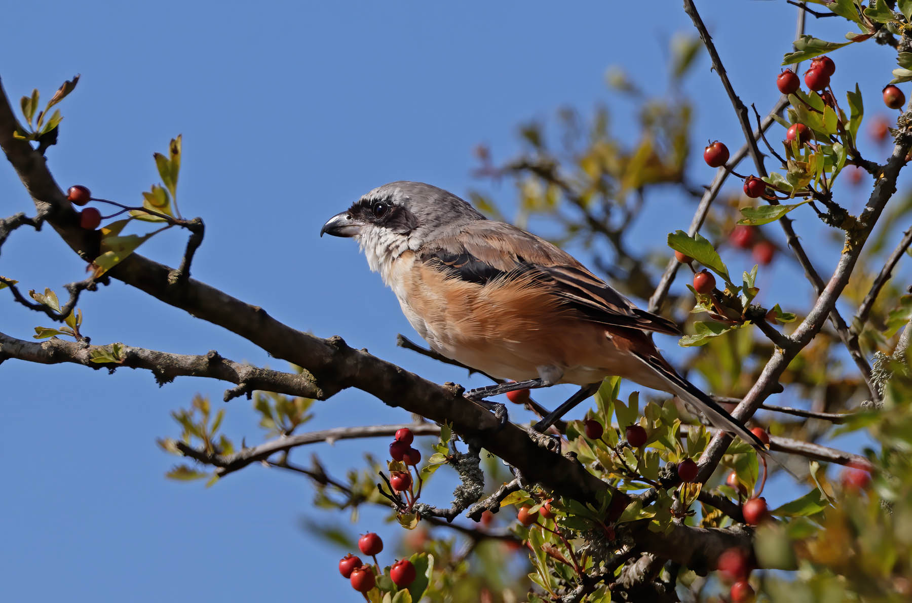 Long-tailed Shrike