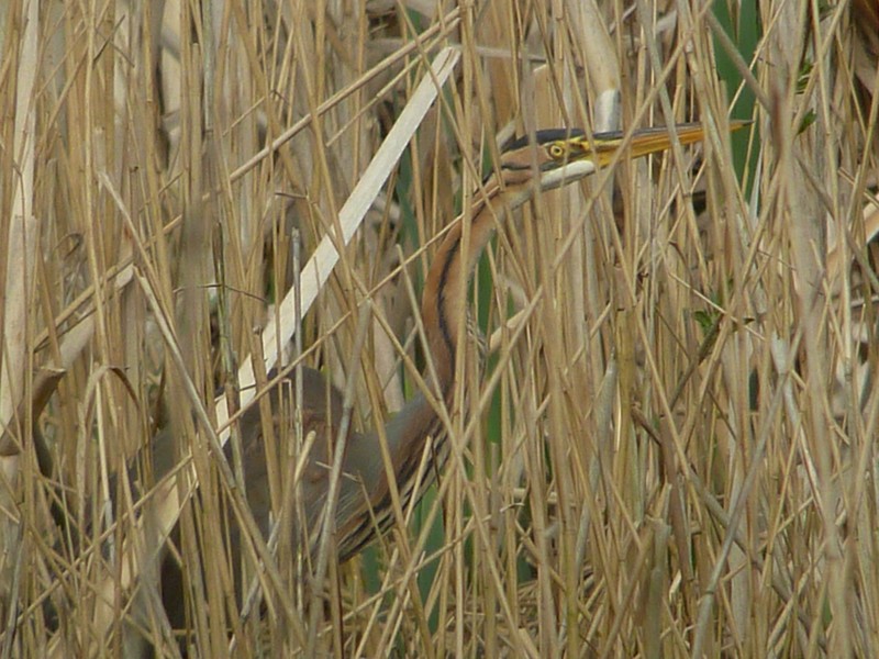 Purple Heron