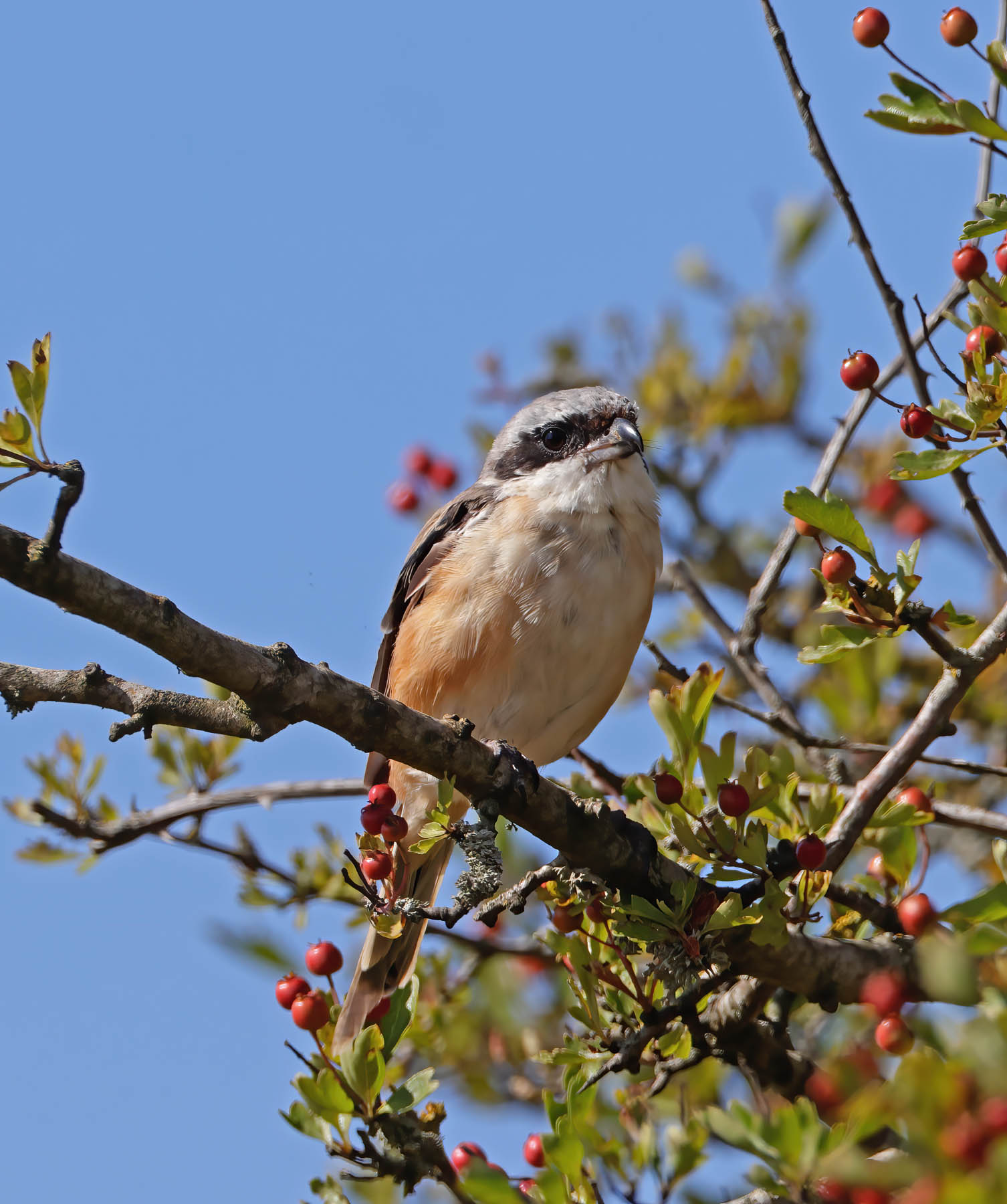 Long-tailed Shrike