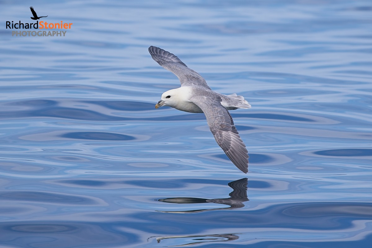 Fulmar